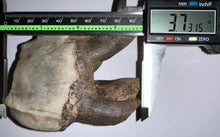Load image into Gallery viewer, HUGE PRISTINE Ice Age Fossil Woolly Rhinoceros Molar Coelodonta Antiquitatis 3.73 Inches
