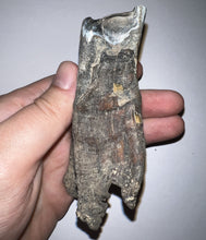 Load image into Gallery viewer, HUGE Ice Age Fossil Woolly Rhinoceros Molar Coelodonta Antiquitatis 3.89 Inches
