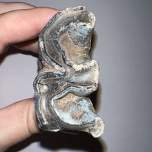 Load image into Gallery viewer, HUGE Ice Age Fossil Woolly Rhinoceros Molar Coelodonta Antiquitatis 3.89 Inches
