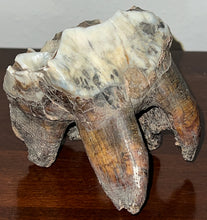 Load image into Gallery viewer, HUGE Ice Age Fossil Woolly Rhinoceros Molar Coelodonta Antiquitatis 3.57 Inches
