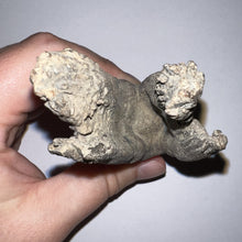 Load image into Gallery viewer, HUGE Ice Age Fossil Woolly Rhinoceros Molar Coelodonta Antiquitatis 3.89 Inches
