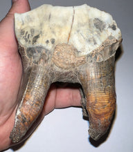 Load image into Gallery viewer, HUGE Ice Age Fossil Woolly Rhinoceros Molar Coelodonta Antiquitatis 3.57 Inches
