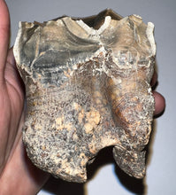 Load image into Gallery viewer, HUGE Ice Age Fossil Woolly Rhinoceros Molar Coelodonta Antiquitatis 3.57 Inches
