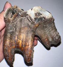 Load image into Gallery viewer, HUGE Ice Age Fossil Woolly Rhinoceros Molar Coelodonta Antiquitatis 3.57 Inches
