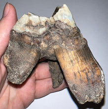 Load image into Gallery viewer, HUGE Ice Age Fossil Woolly Rhinoceros Molar Coelodonta Antiquitatis 3.57 Inches

