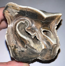 Load image into Gallery viewer, HUGE Ice Age Fossil Woolly Rhinoceros Molar Coelodonta Antiquitatis 3.57 Inches
