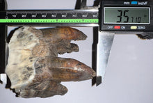 Load image into Gallery viewer, HUGE Ice Age Fossil Woolly Rhinoceros Molar Coelodonta Antiquitatis 3.57 Inches
