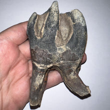 Load image into Gallery viewer, ENORMOUS Ice Age Fossil Woolly Rhinoceros Molar Coelodonta Antiquitatis 4.27 Inches
