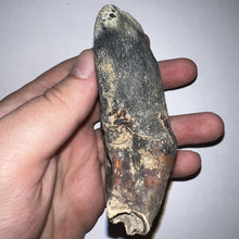 Load image into Gallery viewer, ENORMOUS Ice Age Fossil Woolly Rhinoceros Molar Coelodonta Antiquitatis 4.27 Inches
