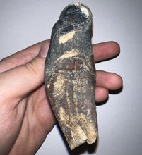 Load image into Gallery viewer, ENORMOUS Ice Age Fossil Woolly Rhinoceros Molar Coelodonta Antiquitatis 4.27 Inches
