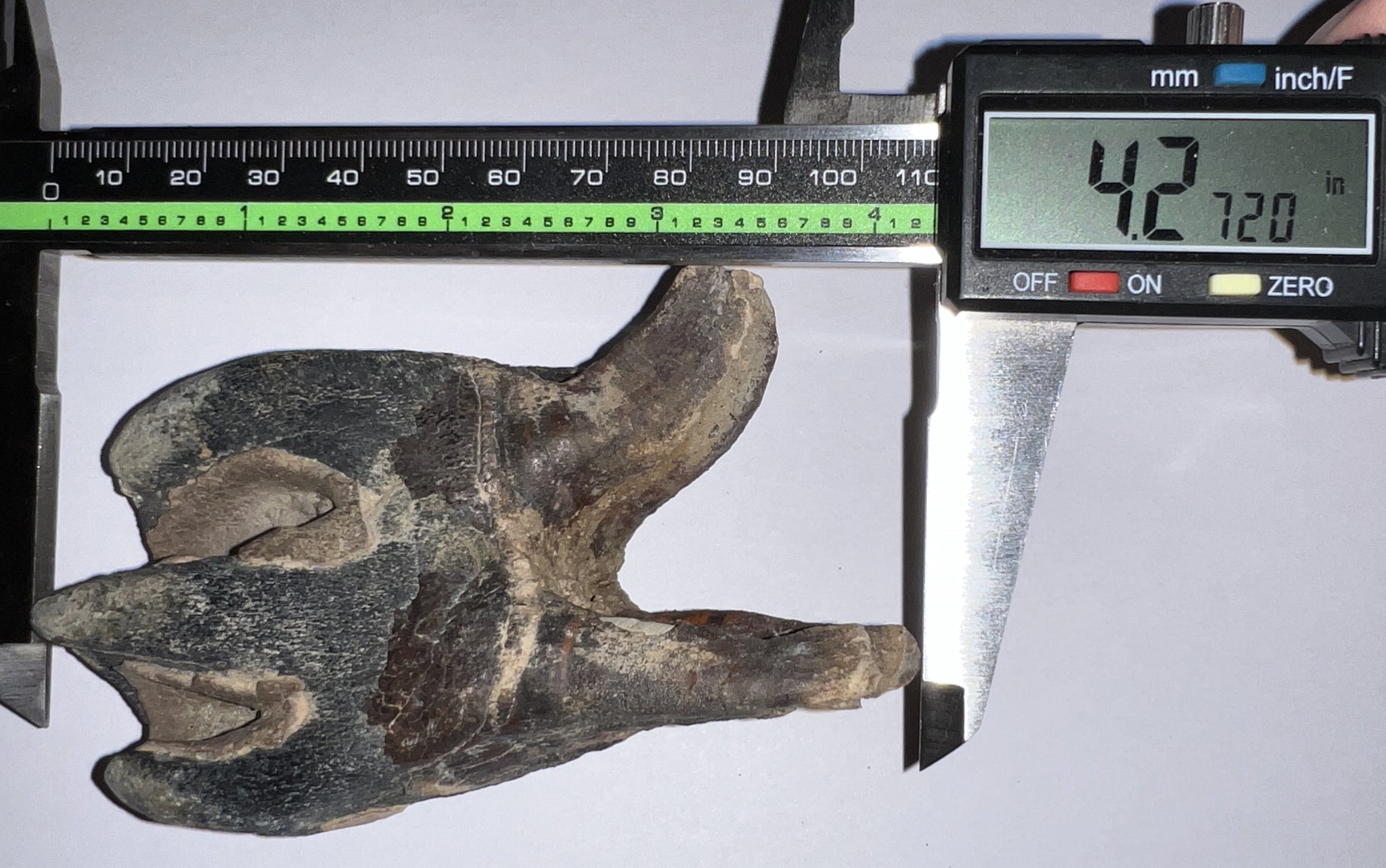 Ice Age Woolly Rhinoceros Molar Coelodonta Antiquitatis 4.27