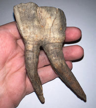 Load image into Gallery viewer, ENORMOUS Ice Age Fossil Woolly Rhinoceros Molar Coelodonta Antiquitatis 4.07 Inches
