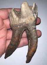 Load image into Gallery viewer, ENORMOUS Ice Age Fossil Woolly Rhinoceros Molar Coelodonta Antiquitatis 4.07 Inches
