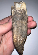 Load image into Gallery viewer, ENORMOUS Ice Age Fossil Woolly Rhinoceros Molar Coelodonta Antiquitatis 4.07 Inches
