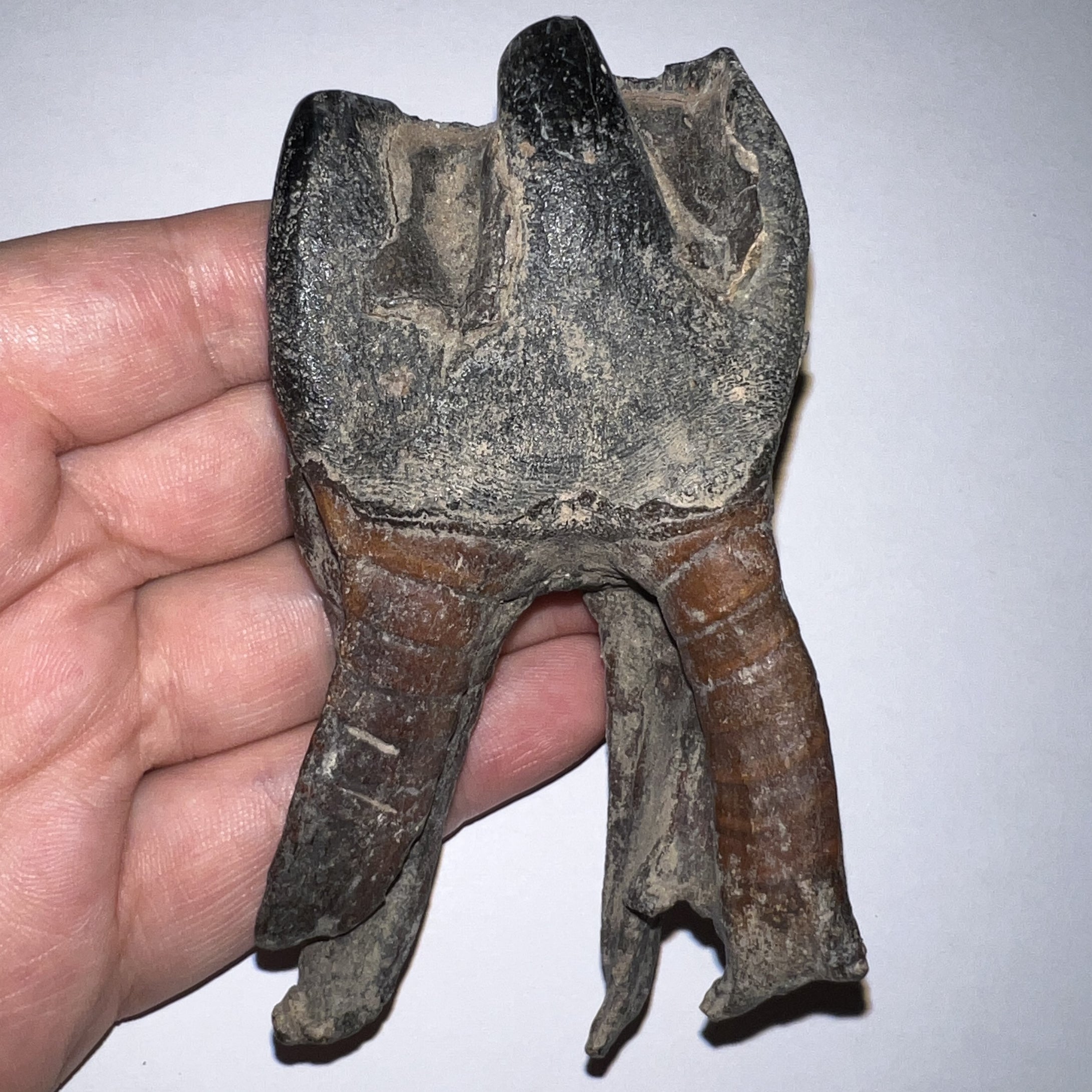 HUGE Pristine Ice Age Fossil Woolly Rhinoceros Molar Coelodonta Antiquitatis 3.87 Inches