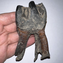 Load image into Gallery viewer, HUGE Pristine Ice Age Fossil Woolly Rhinoceros Molar Coelodonta Antiquitatis 3.87 Inches
