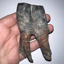 Load image into Gallery viewer, HUGE Pristine Ice Age Fossil Woolly Rhinoceros Molar Coelodonta Antiquitatis 3.87 Inches
