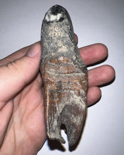 Load image into Gallery viewer, HUGE Pristine Ice Age Fossil Woolly Rhinoceros Molar Coelodonta Antiquitatis 3.87 Inches
