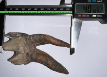 Load image into Gallery viewer, ENORMOUS Ice Age Fossil Woolly Rhinoceros Molar Coelodonta Antiquitatis 4.07 Inches
