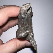 Load image into Gallery viewer, HUGE Pristine Ice Age Fossil Woolly Rhinoceros Molar Coelodonta Antiquitatis 3.87 Inches
