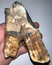 Load image into Gallery viewer, ENORMOUS Ice Age Fossil Woolly Rhinoceros Molar Coelodonta Antiquitatis 4.17 Inches
