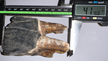 Load image into Gallery viewer, ENORMOUS Ice Age Fossil Woolly Rhinoceros Molar Coelodonta Antiquitatis 4.17 Inches
