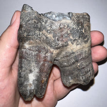 Load image into Gallery viewer, HUGE Ice Age Fossil Woolly Rhinoceros Molar Coelodonta Antiquitatis 3.48 Inches
