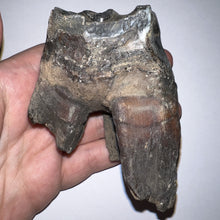 Load image into Gallery viewer, HUGE Ice Age Fossil Woolly Rhinoceros Molar Coelodonta Antiquitatis 3.48 Inches
