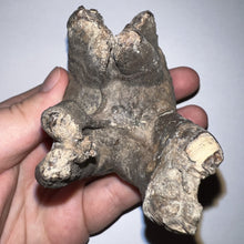 Load image into Gallery viewer, HUGE Ice Age Fossil Woolly Rhinoceros Molar Coelodonta Antiquitatis 3.48 Inches
