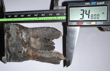 Load image into Gallery viewer, HUGE Ice Age Fossil Woolly Rhinoceros Molar Coelodonta Antiquitatis 3.48 Inches
