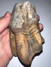 Load image into Gallery viewer, ENORMOUS PRISTINE Ice Age Fossil Woolly Rhinoceros Molar Coelodonta Antiquitatis 4.17 Inches
