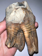 Load image into Gallery viewer, ENORMOUS PRISTINE Ice Age Fossil Woolly Rhinoceros Molar Coelodonta Antiquitatis 4.17 Inches
