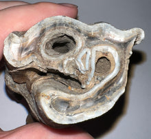 Load image into Gallery viewer, ENORMOUS PRISTINE Ice Age Fossil Woolly Rhinoceros Molar Coelodonta Antiquitatis 4.17 Inches
