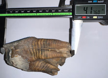 Load image into Gallery viewer, ENORMOUS PRISTINE Ice Age Fossil Woolly Rhinoceros Molar Coelodonta Antiquitatis 4.17 Inches
