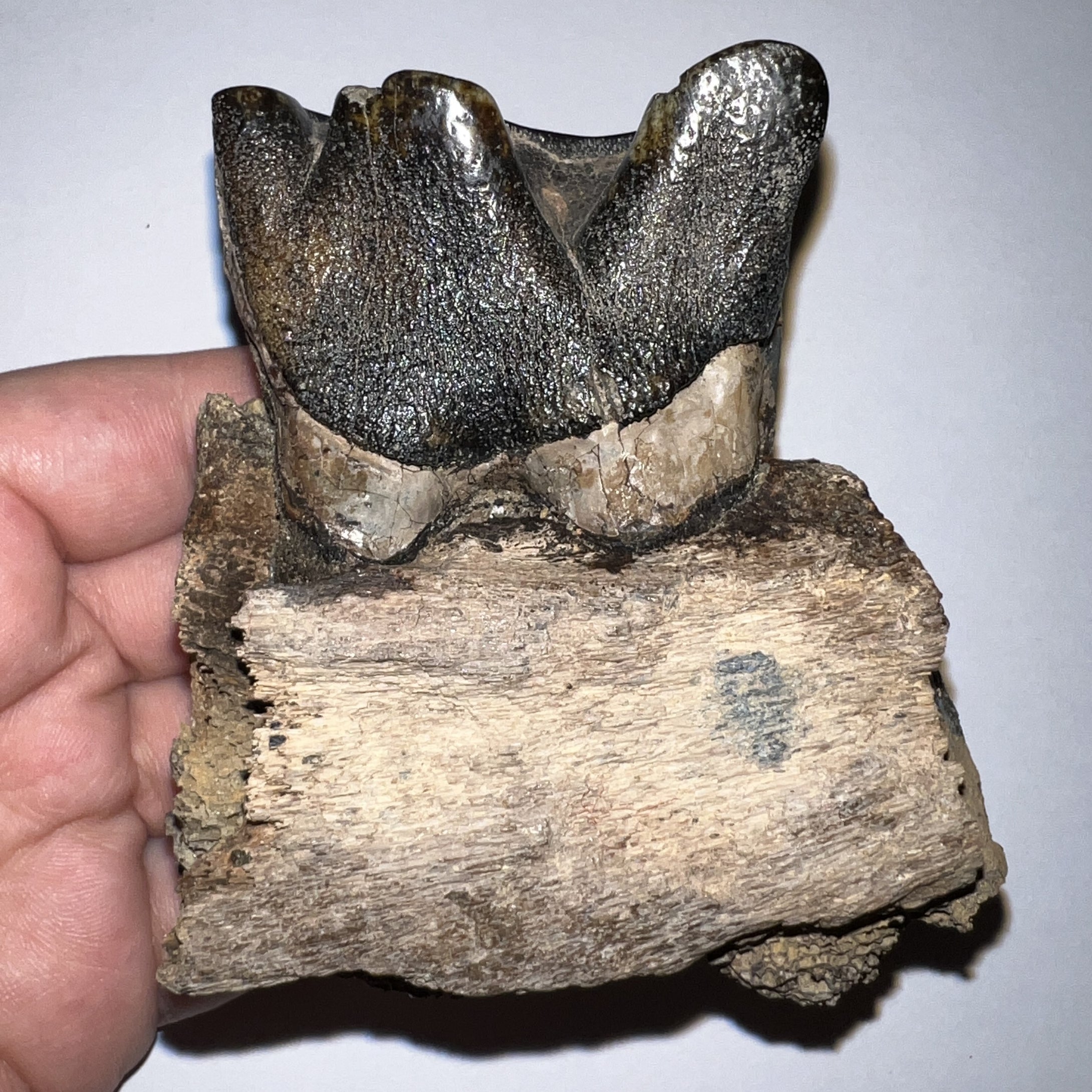 HUGE Ice Age Fossil Woolly Rhinoceros Partial Jaw with Molar Coelodonta Antiquitatis 3.28 Inches