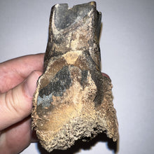 Load image into Gallery viewer, HUGE Ice Age Fossil Woolly Rhinoceros Partial Jaw with Molar Coelodonta Antiquitatis 3.28 Inches
