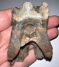 Load image into Gallery viewer, GEM Large Ice Age Fossil Woolly Rhinoceros Molar Coelodonta Antiquitatis 2.54 Inches
