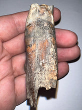 Load image into Gallery viewer, GEM Large Ice Age Fossil Woolly Rhinoceros Molar Coelodonta Antiquitatis 2.54 Inches
