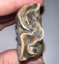 Load image into Gallery viewer, GEM Large Ice Age Fossil Woolly Rhinoceros Molar Coelodonta Antiquitatis 2.54 Inches
