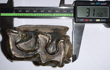 Load image into Gallery viewer, HUGE Ice Age Fossil Woolly Rhinoceros Partial Jaw with Molar Coelodonta Antiquitatis 3.28 Inches
