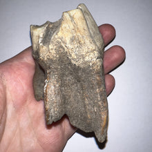 Load image into Gallery viewer, ENORMOUS Ice Age Fossil Woolly Rhinoceros Molar Coelodonta Antiquitatis 4.03 Inches
