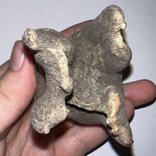 Load image into Gallery viewer, ENORMOUS Ice Age Fossil Woolly Rhinoceros Molar Coelodonta Antiquitatis 4.03 Inches
