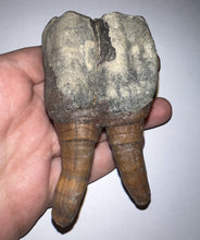 Load image into Gallery viewer, ENORMOUS Pristine Ice Age Fossil Woolly Rhinoceros Molar Coelodonta Antiquitatis 4.16 Inches
