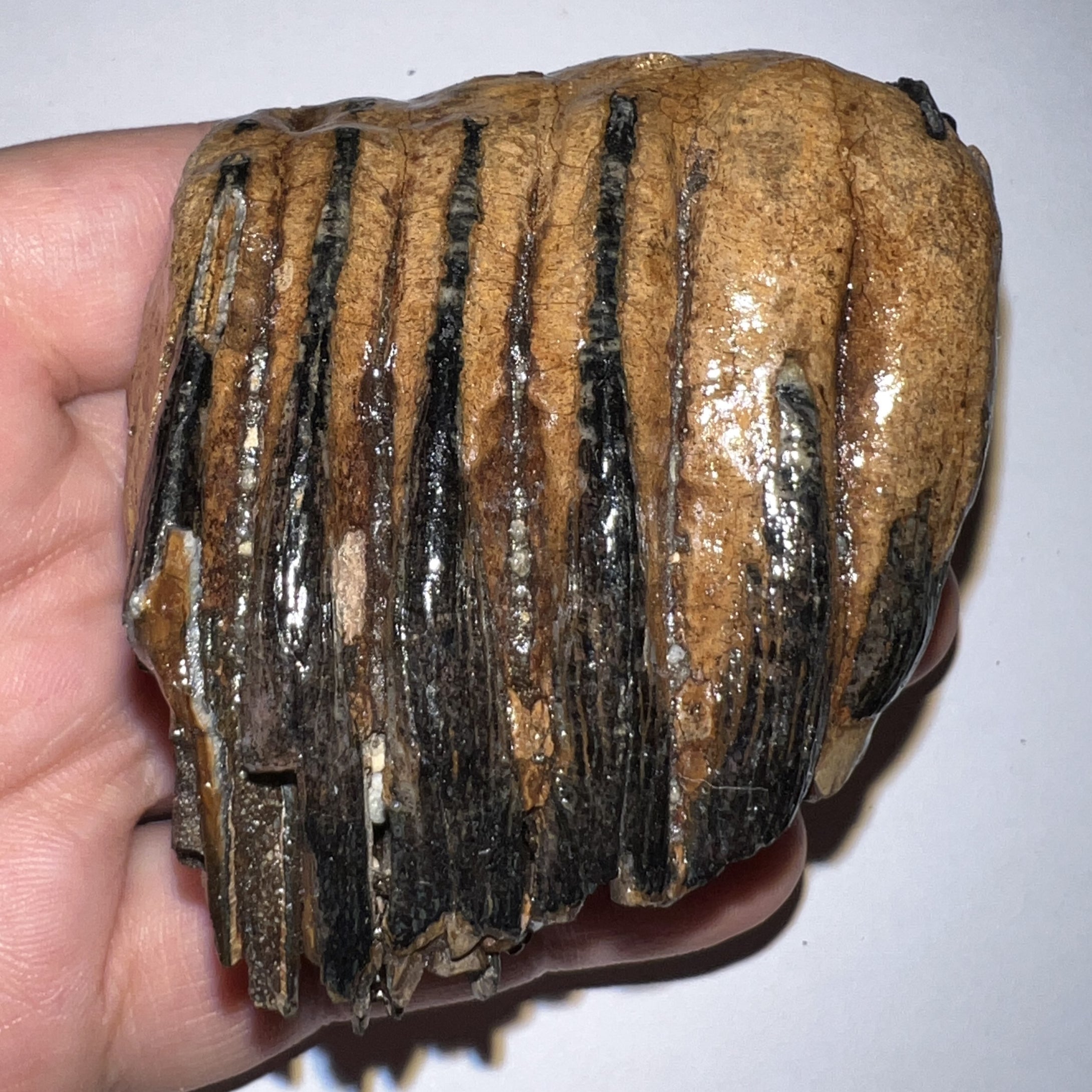 Ice Age Fossil Juvenile Woolly Mammoth Molar 2.52 Inches from Siberia