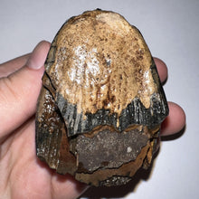 Load image into Gallery viewer, Ice Age Fossil Juvenile Woolly Mammoth Molar 2.52 Inches from Siberia
