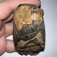 Load image into Gallery viewer, Ice Age Fossil Juvenile Woolly Mammoth Molar 2.52 Inches from Siberia
