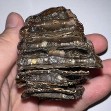 Load image into Gallery viewer, Ice Age Fossil Juvenile Woolly Mammoth Molar 2.52 Inches from Siberia
