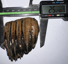 Load image into Gallery viewer, Ice Age Fossil Juvenile Woolly Mammoth Molar 2.52 Inches from Siberia
