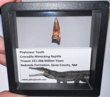 Load image into Gallery viewer, Framed Large Phytosaur Fossil Teeth One per Order .8-1 Inches! Triassic Aquatic Reptile!
