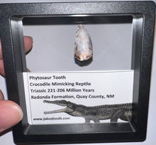Load image into Gallery viewer, Framed Large Phytosaur Fossil Teeth One per Order .8-1 Inches! Triassic Aquatic Reptile!
